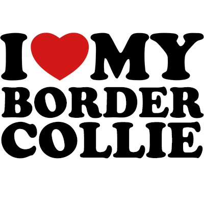 I love my border collie